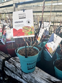 Hindbær 'Raspberry Shortcake' ®